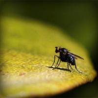 /album/leineshosis/photolia-a07-jpg/