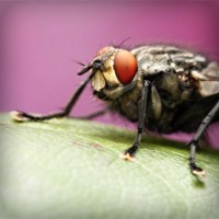 /album/leineshosis/photolia-a08-jpg/